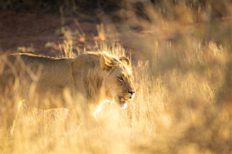 The Best Place In Africa To See Lions Kgalagadi Transfrontier Park