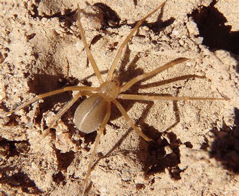 Golden Spider Loxosceles Deserta Bugguidenet