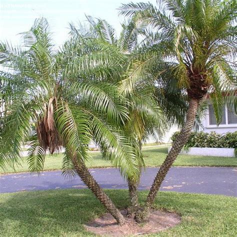 Pygmy Date Palm Information How To Grow Pygmy Date Palm Trees Green