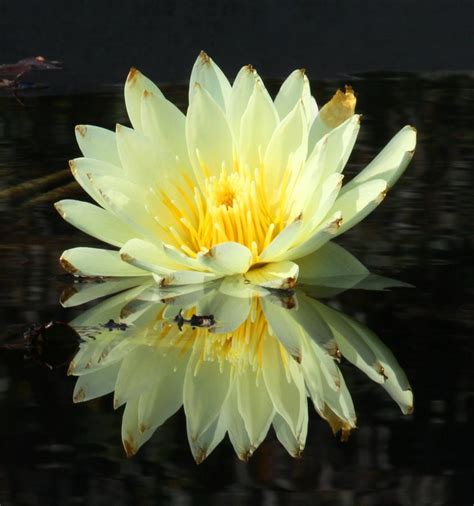 Yellow Water Lily Photograph By Freda Sbordoni Pixels