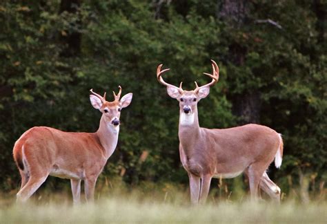 Two White Tail Buck Deer Free Stock Photo Public Domain Pictures