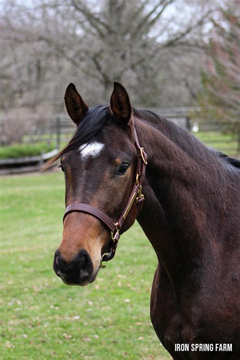 Orion Isf Isf Developing Warmblood Horses Iron Spring Farm