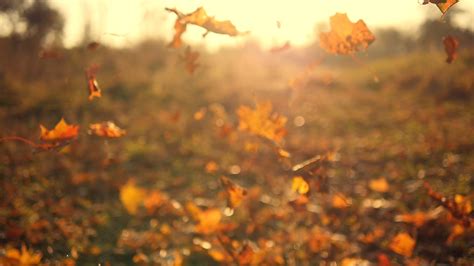 Autumn Leaves Falling In Slow Motion And Sun Shining Through Fall