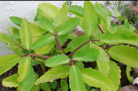 Leaf Of Life Bryophyllum Pinnatum 7 Benefits Of The Miracle Leaf