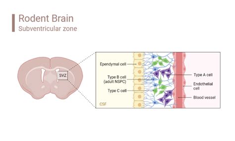 Rodent Brain Subventricular Zone Biorender Science Templates