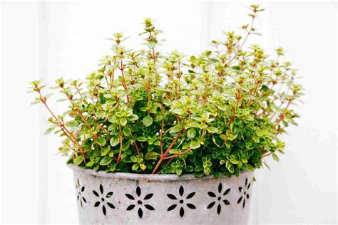 How To Grow Thyme Indoors