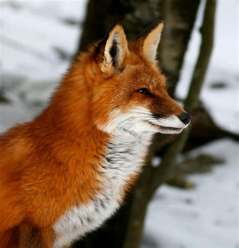 Red Fox Vulpes Vulpes Pgcps Mess Reform Sasscer