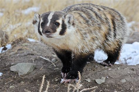 Imgbadger With Claws 5691 Lv Flickr
