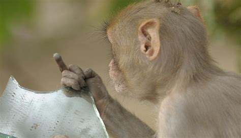 Rude Monkey 1 Photograph By Prerna Jain Pixels
