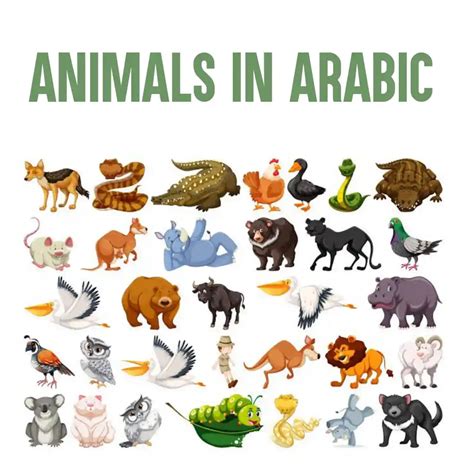Top 125 Animals In Arabic