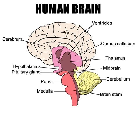Easy Brain Diagram