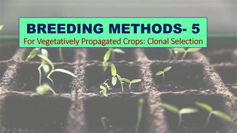 Plant Breeding Methods 5 For Vegetatively Propagated Crops Clonal