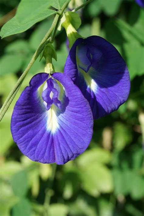 Butterfly Pea Flower Powerful Magic For Health And Beauty Jerrys