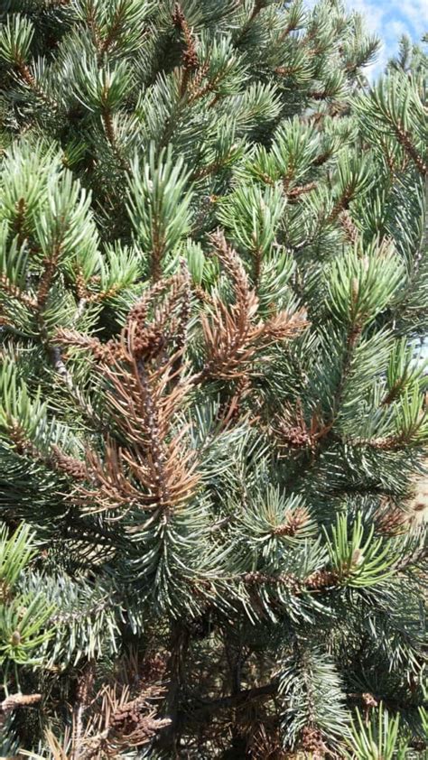 Common Pine Diseases Grimms Gardens