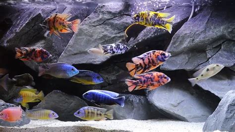 African Cichlid Fish Tanks