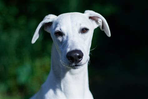 White Whippets The Ultimate Guide Whippetcentral