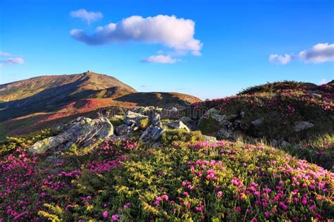 A Lawn With Flowers Of Pink Rhododendron Mountain Landscape With