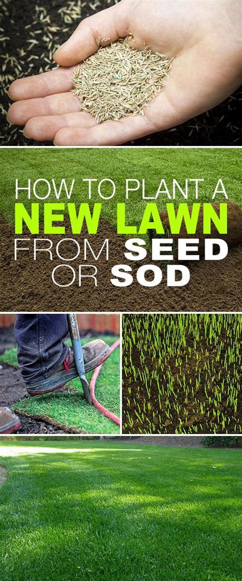How To Plant A New Lawn From Seed Or Sod Diy Lawn Growing Grass