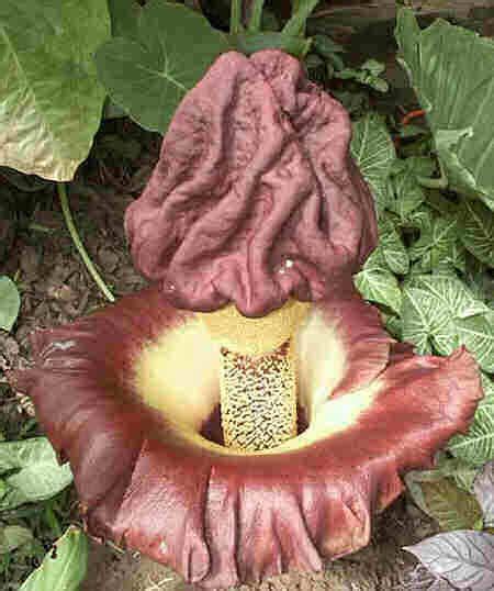 Top 20 Weirdest And Most Interesting Plants And Fungi In The World Artofit