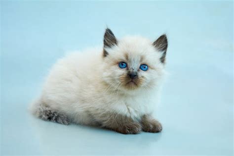 All About The Balinese Cat Breed Pretty Litter Prettylitter