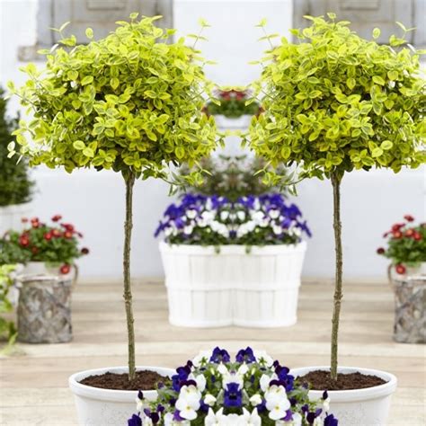 Pair Of Euonymus Emerald And Gold Golden Evergreen Standard Topiary Trees