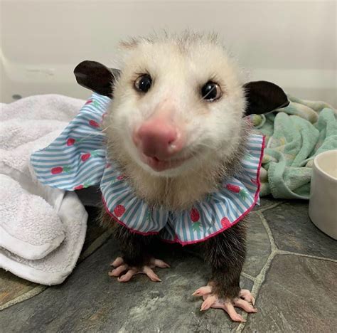 Opossum Possum Cute Coffee Tea Mug 11oz Premium Marsupial Etsy Baby