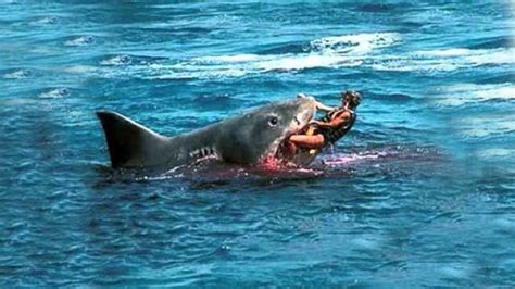 Top 3 Shark Attacks In Hawaii Top 3 Horrific Shark Attacks Great