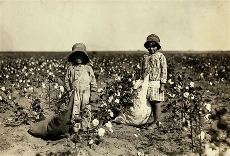 Cotton Picking Children 1916 Photograph By Daniel Hagerman