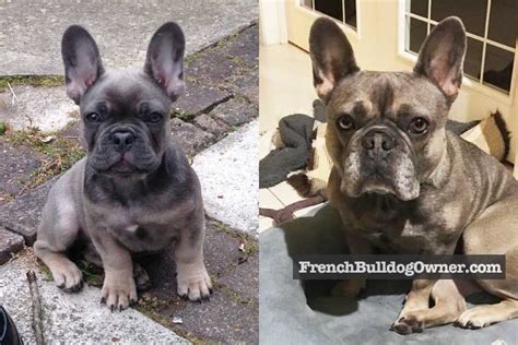 French Bulldog Floppy Ears Is It Normal Fixes For One Or Both Ears