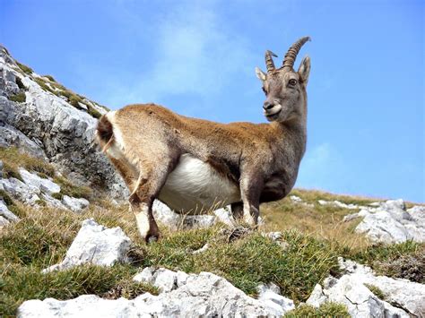 Wildlife In The Alps