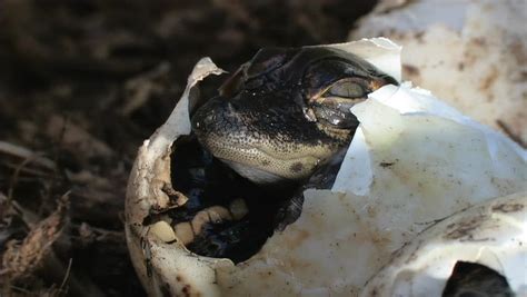 Alligator Eggs Hatching Stock Footage Video 1451317 Shutterstock