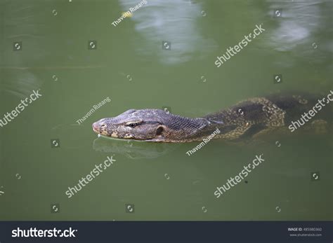 Monitor Lizard Swim Lake Bangkoks Lumphini Stock Photo 485980360