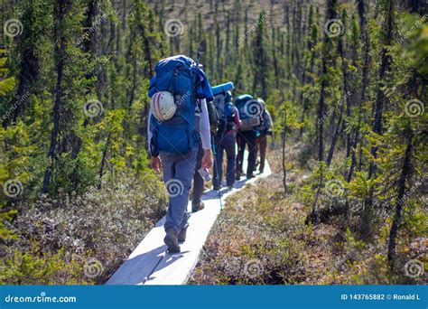 Group Of Hikers Hiking In Forest Hiking In Alaska Stock Photo Image