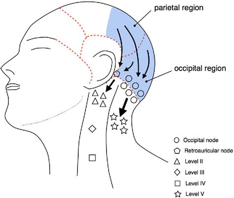 Dominant Lymph Drainage Patterns In The Occipital And Parietal Regions