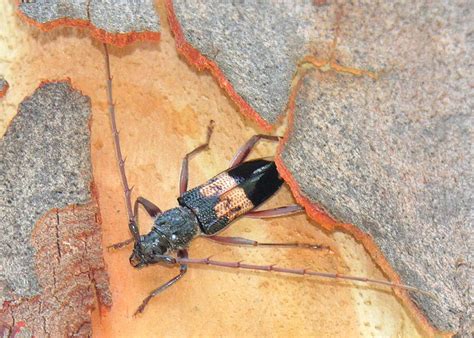 common eucalypt longicorn beetle phoracantha semipunctata