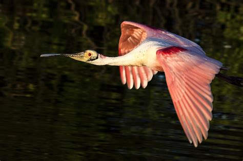 Roseate Spoonbill Flight Photograph By Jim Miller Fine Art America