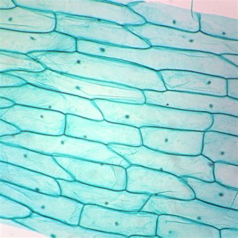Transport proteins modified by the golgi body outside of the cell. Typical Plant Cells Slide, w.m. | Carolina.com