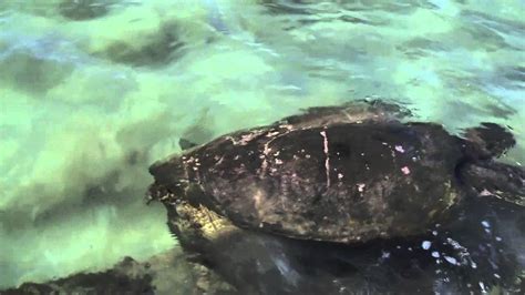 Green Sea Turtles Feeding On Seaweed At Maui Sands Resort Youtube