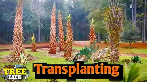 Flawless Guide To Transplanting Palm Trees The Things That Actually