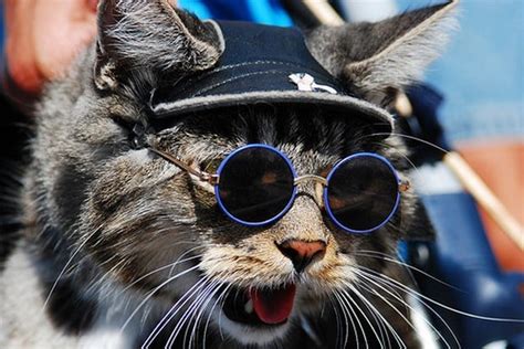 A Gallery Of Cats Wearing Sunglasses