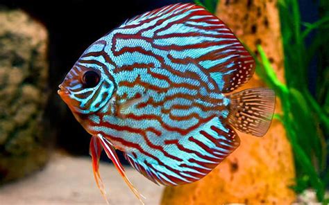 Discus Fish For Sale Look For Colour
