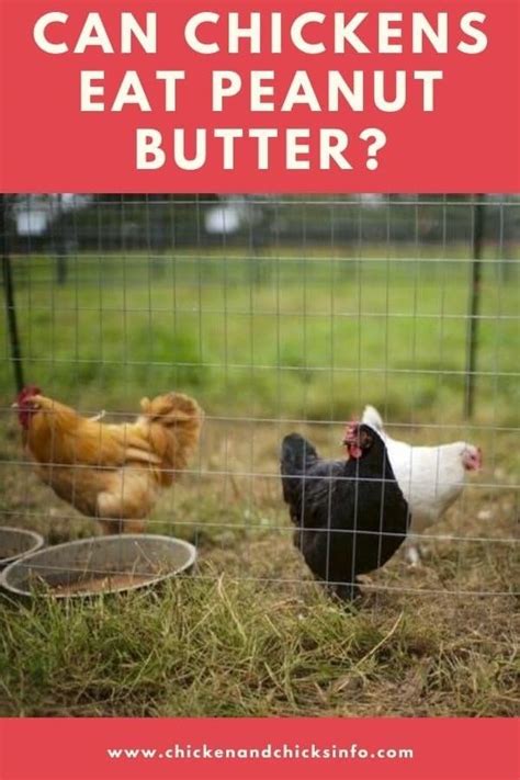 That said, it does not have any positive nutritional value for them. Can Chickens Eat Peanut Butter? (Messy but Nutritious ...