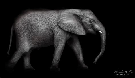 Elephant In The Dark By Chandler L Walker 500px