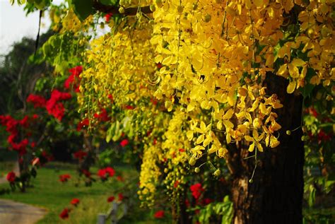 This data may not match public records. Lluvia de oro, un precioso árbol de flores colgantes ...