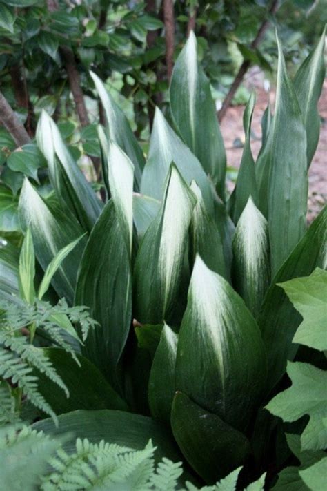 Still, the shrubs listed here generally can take the heat for their place in the sun. Aspidistra elatior Asahi | Shade plants, Plants, Cast iron ...