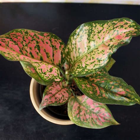 Aglaonema Pink Dalmatian Plantxo