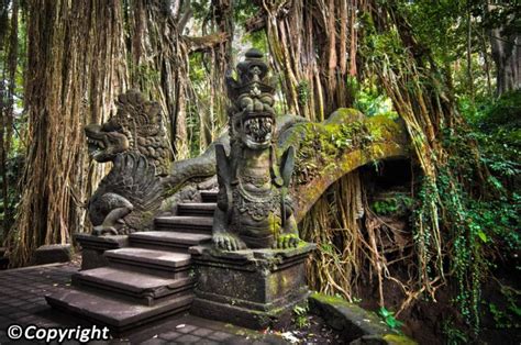 Hutan Kera Di Bali Salah Satu Wisata Favorit Di Bali Indo Seek It