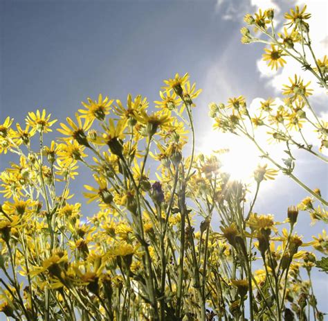 Giftige pflanzen | giftpflanzen im garten | pflanzen | welche pflanzen sind giftig? Jakobskreuzkraut: Wie gefährlich ist es wirklich? - WELT