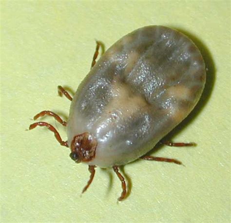 Engorged Tick Insect Id