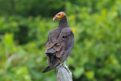 Lesser Yellow Headed Vulture 13 Sep 2017 Rio Lagartos Yuca Flickr